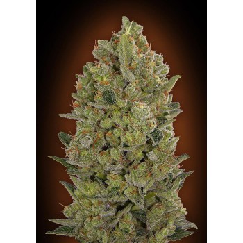 00 Cheese Feminised Seeds 00 Cheese Feminised Seeds