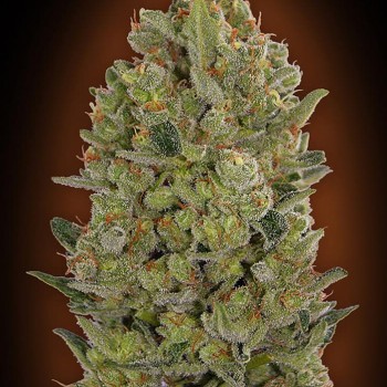 00 Cheese Feminised Seeds 00 Cheese Feminised Seeds