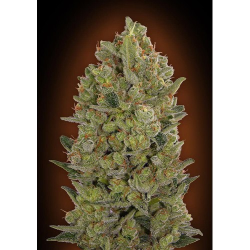 00 Cheese Feminised Seeds 00 Cheese Feminised Seeds