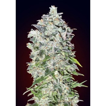 00 Kush Auto Feminised Seeds 00 Kush Auto Feminised Seeds