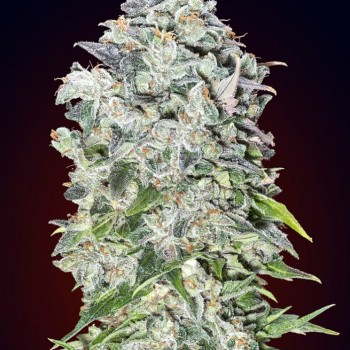00 Kush Auto Feminised Seeds 00 Kush Auto Feminised Seeds