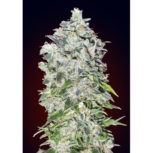00 Kush Auto Feminised Seeds 00 Kush Auto Feminised Seeds