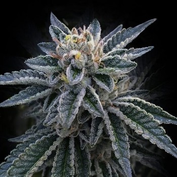 3Peat Feminised Seeds 3Peat Feminised Seeds