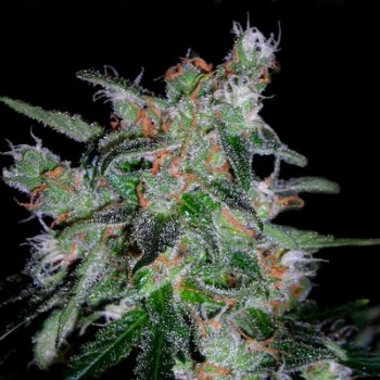 60 Day Lemon - Auto Feminised Seeds 60 Day Lemon - Auto Feminised Seeds