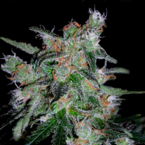 60 Day Lemon - Auto Feminised Seeds 60 Day Lemon - Auto Feminised Seeds