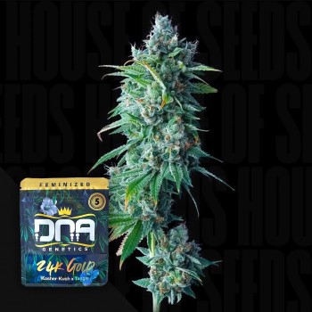 24K Gold Feminised Seeds 24K Gold Feminised Seeds