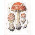 Amanita muscaria Amanita muscaria