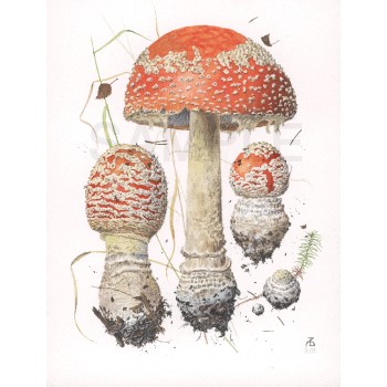 Amanita muscaria