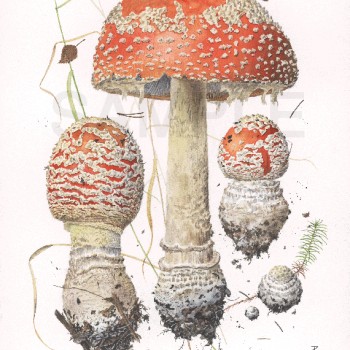 Amanita muscaria Amanita muscaria