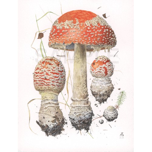 Amanita muscaria Amanita muscaria