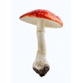 Amanita muscaria Amanita muscaria