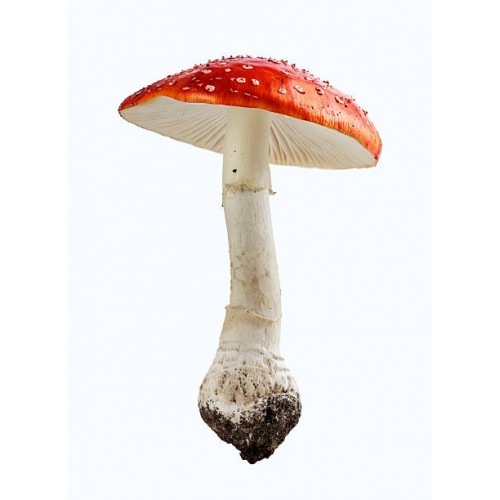 Amanita muscaria Amanita muscaria