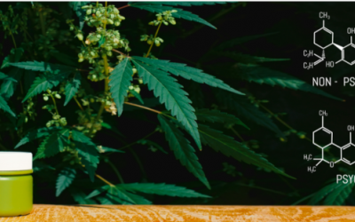 CBD Vs. THC: Εξήγηση του Ενδοκανναβινοειδούς Συστήματος
