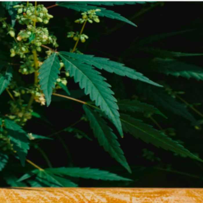 CBD Vs. THC: Εξήγηση του Ενδοκανναβινοειδούς Συστήματος CBD Vs. THC: Εξήγηση του Ενδοκανναβινοειδούς Συστήματος