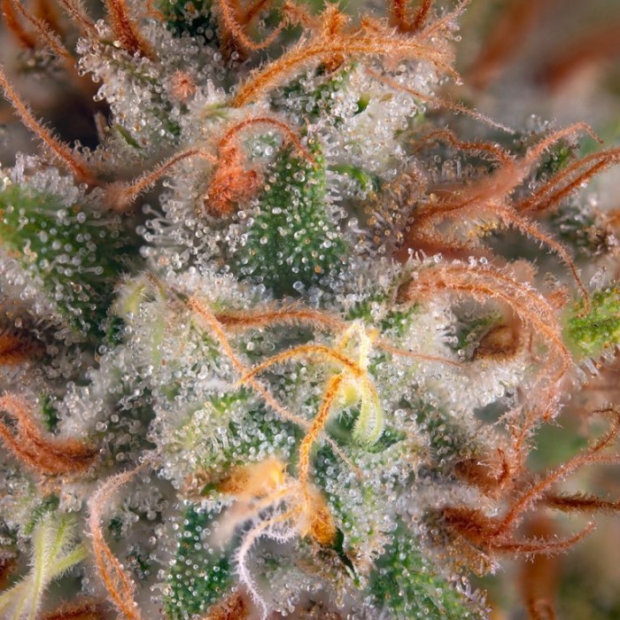 Cannabis Terpenes 101: Τι είναι και πώς επηρεάζουν το σώμα; Cannabis Terpenes 101: Τι είναι και πώς επηρεάζουν το σώμα;