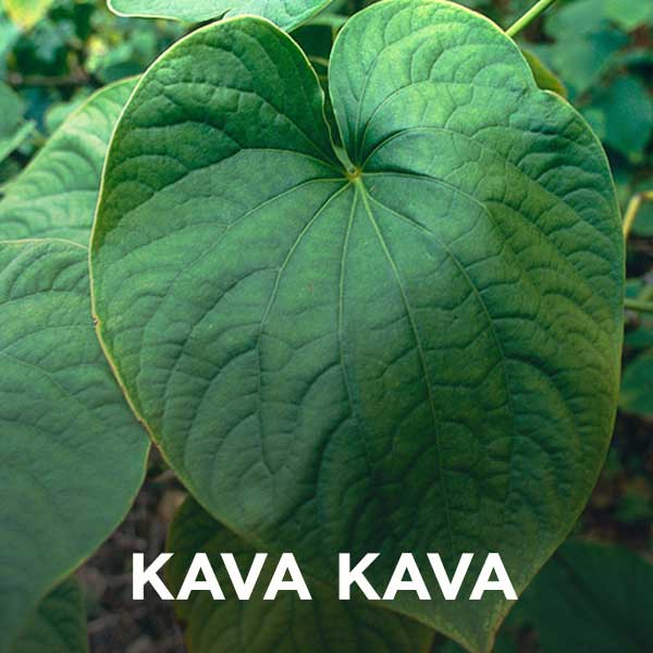 kava