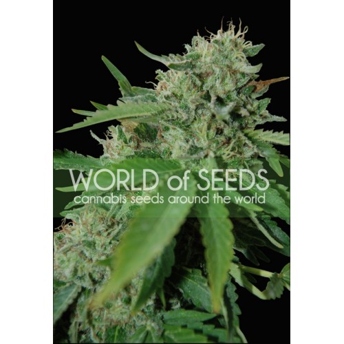 Brazil Amazonia Feminised Seeds Brazil Amazonia Feminised Seeds