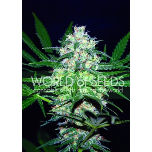 Pakistan Valley Feminised Seeds