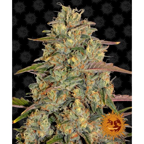 Amnesia Lemon Feminised Seeds