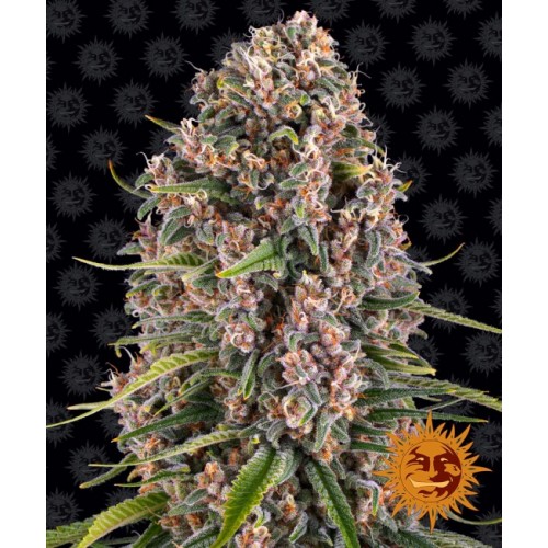 Blueberry Cheese Feminised Seeds Blueberry Cheese Feminised Seeds