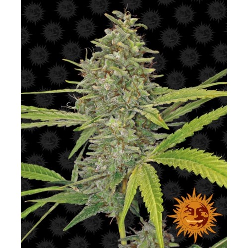 G13 Haze Feminised Seeds