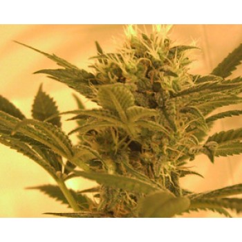 Big Band Feminised Seeds Big Band Feminised Seeds