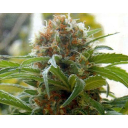 Big Bull (Kannabia Special) Feminised Seeds Big Bull (Kannabia Special) Feminised Seeds