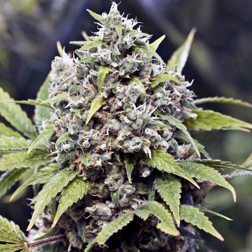 Pure AK Feminised Seeds Pure AK Feminised Seeds