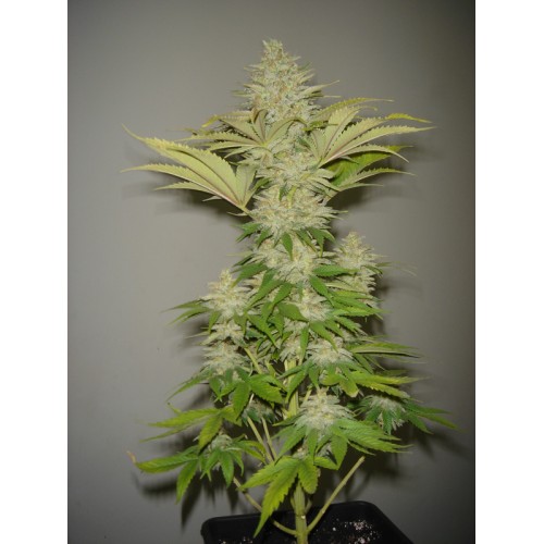 Bubblicious Feminised Seeds