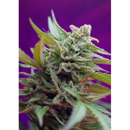 Black Jack Auto Feminised Seeds Black Jack Auto Feminised Seeds