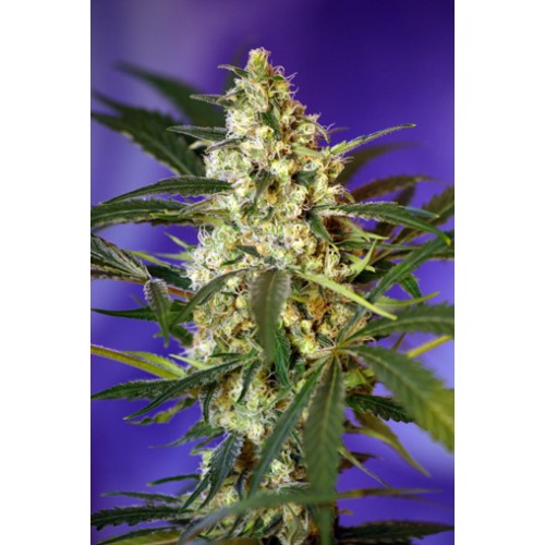 Fast Bud #2 Auto Feminised Seeds Fast Bud #2 Auto Feminised Seeds