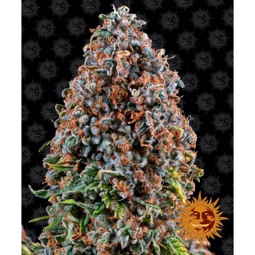 Critical Kush Feminised Seeds Critical Kush Feminised Seeds