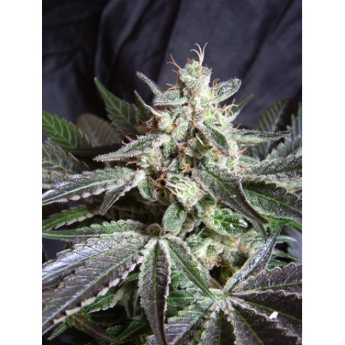 Black Jack Feminised Seeds