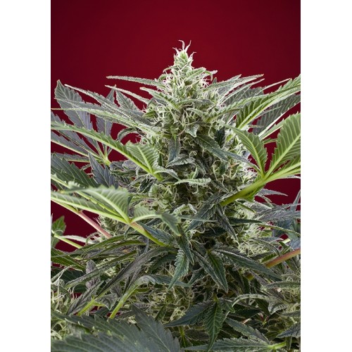 Cream 47 Feminised Seeds