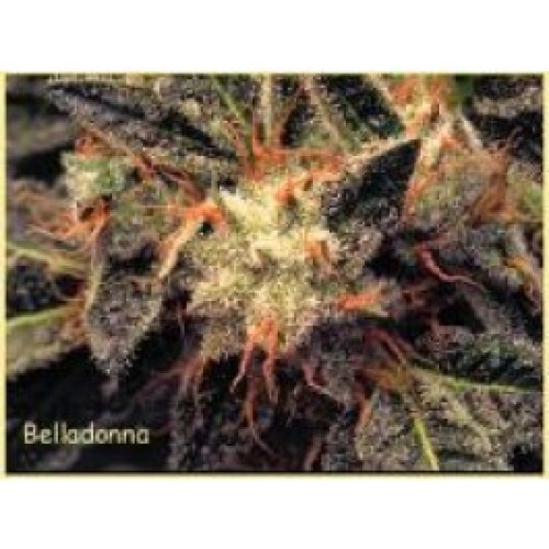 Bella Donna Feminised Seeds Bella Donna Feminised Seeds