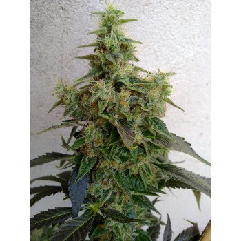 Dieseltonic Feminised Seeds Dieseltonic Feminised Seeds