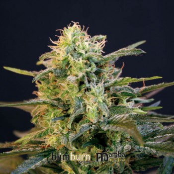 Mamba Negra Feminised Seeds Mamba Negra Feminised Seeds