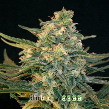 Guanabana Feminised Seeds Guanabana Feminised Seeds