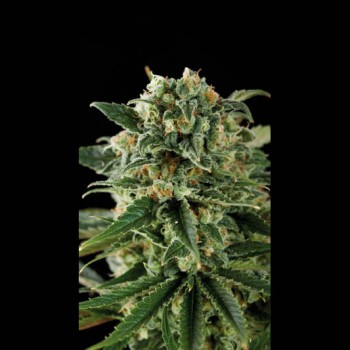 Critical Auto Feminised Seeds Critical Auto Feminised Seeds