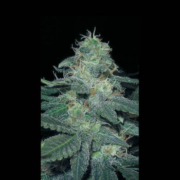 BC Diesel Feminised Seeds BC Diesel Feminised Seeds