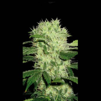Dama Blanca Feminised Seeds Dama Blanca Feminised Seeds