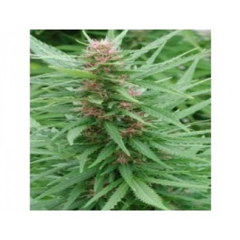 Ace Mix Feminised Seeds Ace Mix Feminised Seeds