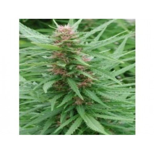 Ace Mix Feminised Seeds