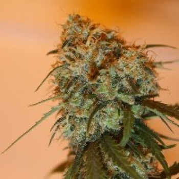 Golden Tiger Regular Seeds