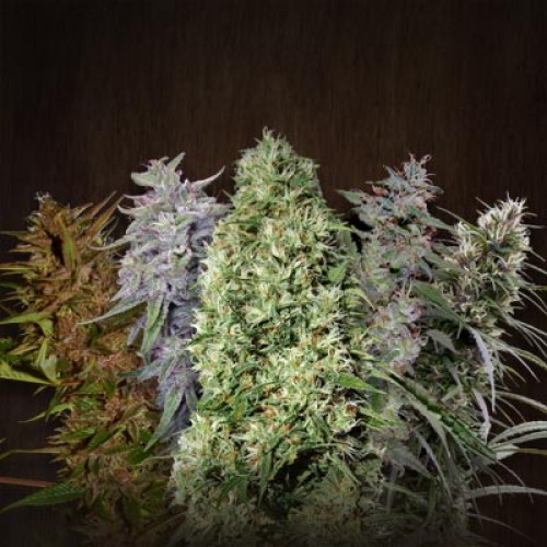 ACE Mix Regular Seeds ACE Mix Regular Seeds