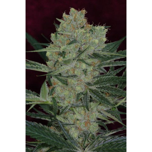 Cheese Quake Regular Seeds