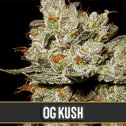 OG's Kush Feminised Seeds OG's Kush Feminised Seeds