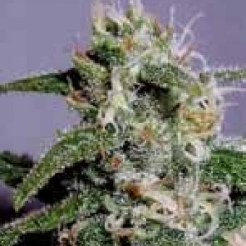 Cindy 99 Feminised Seeds Cindy 99 Feminised Seeds
