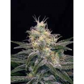 Chocolopez Feminised Seeds Chocolopez Feminised Seeds