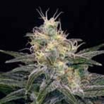 Chocolopez Feminised Seeds Chocolopez Feminised Seeds
